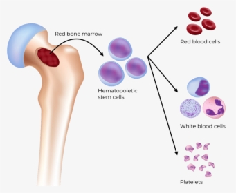 Formation Of Blood Cells In Bone Marrow, HD Png Download, Free Download