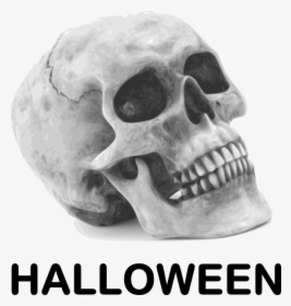 Halloween Skull Svg Clip Arts - Skull Public Domain, HD Png Download, Free Download
