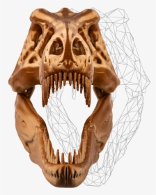 Transparent Skeleton - Skull, HD Png Download, Free Download