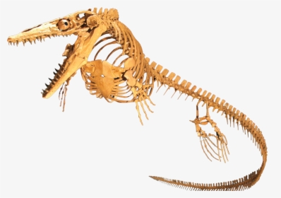Ichthyosaur Png Background Image - Mosasaur Skeleton, Transparent Png, Free Download