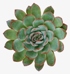 Succulent Aesthetic Png, Transparent Png, Free Download