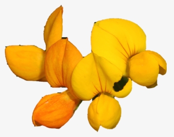 Pretty Flower - Senna, HD Png Download, Free Download