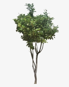 Ficusp02-l - Faux Boxwood Topiary, HD Png Download, Free Download