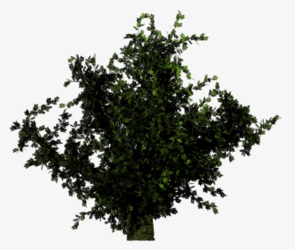Forest Trees Png Transparent, Png Download, Free Download