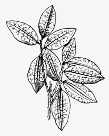 Coca Plant Svg Clip Arts - Black And White Plant, HD Png Download, Free Download