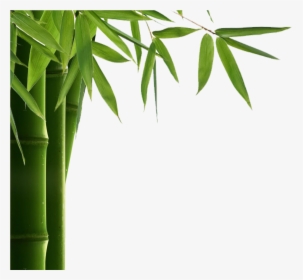 Transparent Leaves - Transparent Background Bamboo Leaf Png, Png Download, Free Download