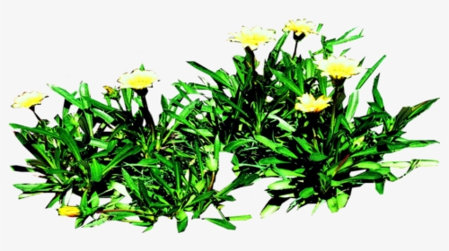 Gazania Png Pic - Lily Family, Transparent Png, Free Download