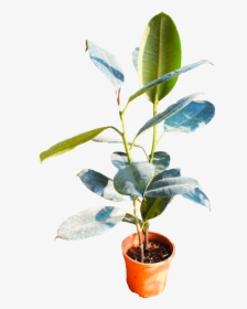 Flowerpot, HD Png Download, Free Download
