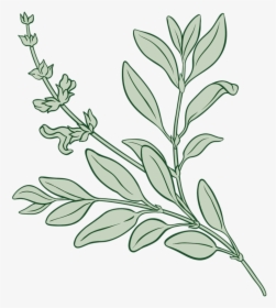 Sw Sage Plants - Sage, HD Png Download, Free Download