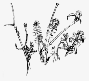 Forest Plants2004 Svg Clip Arts - Dead Flower Line Art, HD Png Download, Free Download