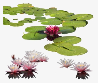 Water Lily Png Clipart - Water Lily Png, Transparent Png, Free Download