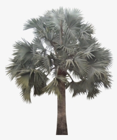 Bismarckia Nobilis Png, Transparent Png, Free Download