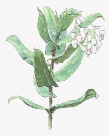 Eucalyptus, HD Png Download, Free Download