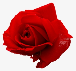 Red Rose - Portable Network Graphics, HD Png Download, Free Download