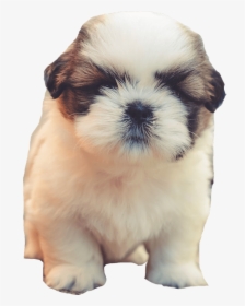 Transparent Alvin Png - Cute Puppy Good Morning, Png Download, Free Download