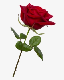 Valentine Rose Png - Transparent Background Red Rose Png, Png Download, Free Download