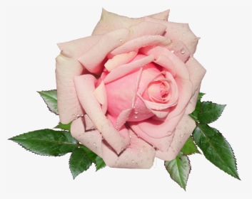 Fresh Pink Rose Png Image - Pink Rose Png, Transparent Png, Free Download