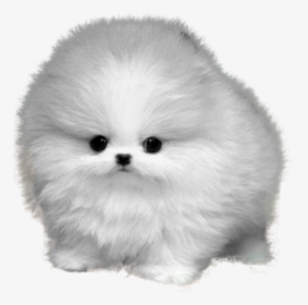 Dog Png Fluffy - Teacup Pomeranian White Background, Transparent Png, Free Download
