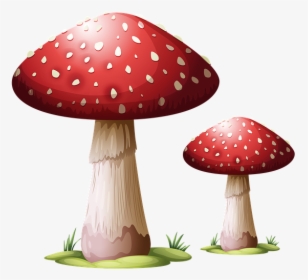 Toadstool, Mushroom, Fungus, Fungi, Forest, Autumn, HD Png Download, Free Download