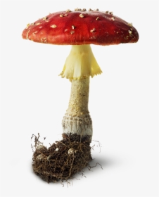 Mushrooms And Toadstools Png - Transparent Mushroom, Png Download, Free Download