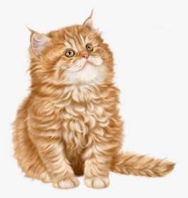 Red Cat, HD Png Download, Free Download