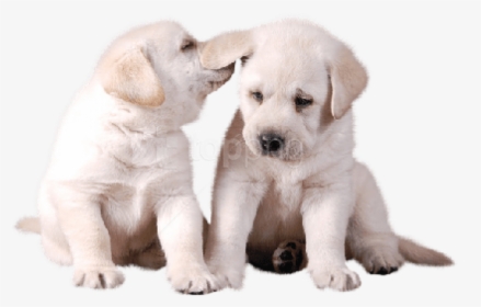 Akbash-dog - Golden Retriever Cute Transparent Background, HD Png Download, Free Download