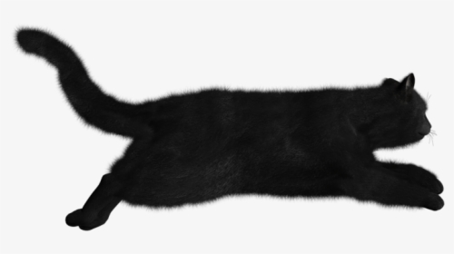 Cat, HD Png Download, Free Download