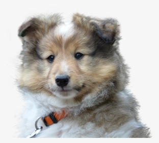 Transparent Sad Puppy Png - Dog, Png Download, Free Download