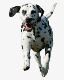 Dog Puppy Dalmation Freetoedit - Dalmatian, HD Png Download, Free Download