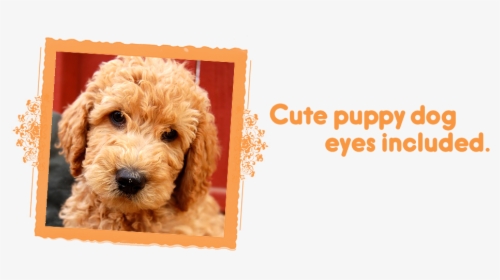 Cute Puppy Dog Eyes Included / Labradoodle Puppies - Labradoodle, HD Png Download, Free Download