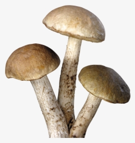 Mushroom Png Image - Mushrooms Transparent Background, Png Download, Free Download