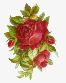 Vintage Rose Png, Transparent Png, Free Download