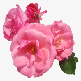 Pink Roses Transparent Image - Single Pink Rose Transparent Background Png, Png Download, Free Download