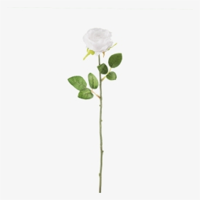 White Rose Download Transparent Png Image - Transparent Flower Stem Png, Png Download, Free Download