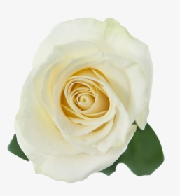 White Roses Transparent Png - White Rose Transparent Png, Png Download, Free Download