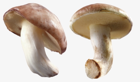 Mushroom Png Image - Magic Mushrooms Transparent Background, Png Download, Free Download
