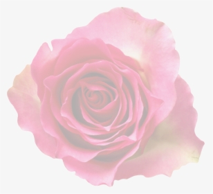 Rose, Translucent, Transparent, Pink, Rose Bloom, HD Png Download, Free Download