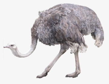 Ostrich On A Transparent Transparent Background - Ostrich Transparent, HD Png Download, Free Download