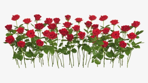 Red Rose Png Image - Rose Garden Transparent Background, Png Download, Free Download