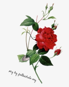 Elegant Roses Png - Rose Botanical Illustration Png, Transparent Png, Free Download