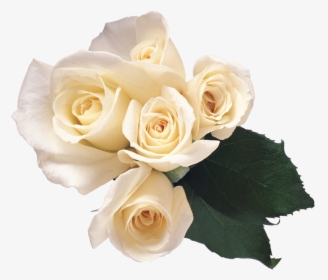 White Roses Transparent Png, Png Download, Free Download
