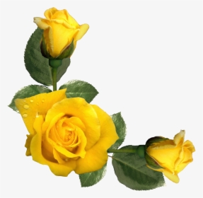 Yellow Rose Png - Aesthetic Yellow Flower Png, Transparent Png, Free Download