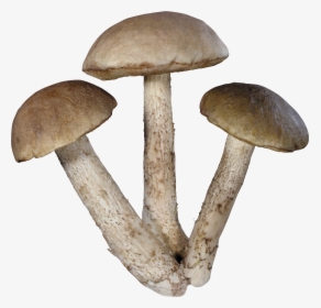 Mushrooms Png, Transparent Png, Free Download
