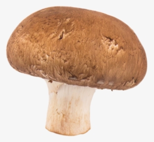 Mushroom Png Transparent Image - Mushrooms Png Transparent, Png Download, Free Download