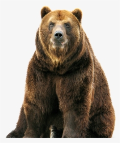 Bear Free Png Image - Grizzly Bear Transparent Background, Png Download, Free Download