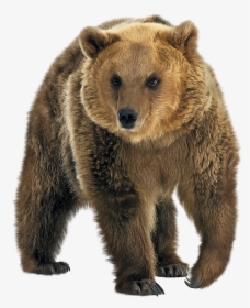 Brown Bear Png Transparent Image - Ours Fond Transparent, Png Download, Free Download