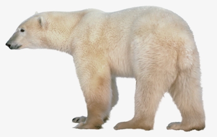 Polar White Bear Png - Polar Bear Clear Background, Transparent Png, Free Download