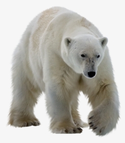 Real Polar Bear Png Transparent Image - Polar Bear With No Background, Png Download, Free Download