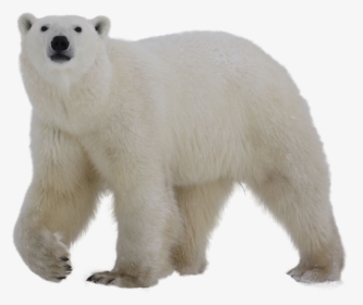 Polar White Bear Png - Polar Bear Transparent Background, Png Download, Free Download