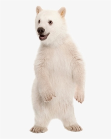 Polar Bear Png Pic - Polar Bear Cub Transparent, Png Download, Free Download